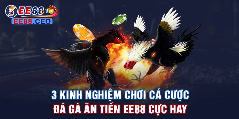 3 kinh nghiệm chơi cá cược đá gà ăn tiền EE88 cực hay