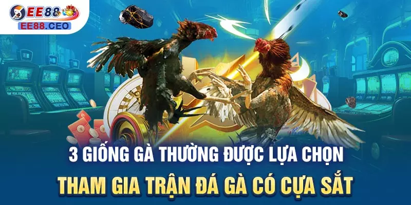 3 giống gà thường được lựa chọn tham gia trận đá gà có cựa sắt