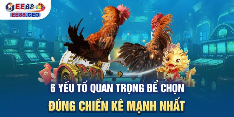 6 yếu tố quan trọng để chọn đúng chiến kê mạnh nhất