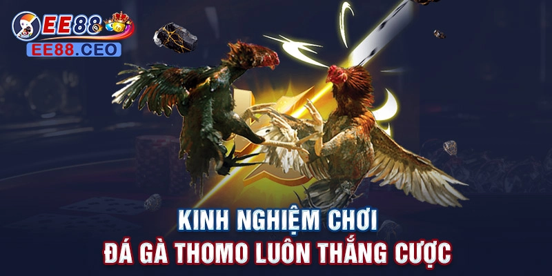 Kinh nghiệm chơi đá gà thomo luôn thắng cược