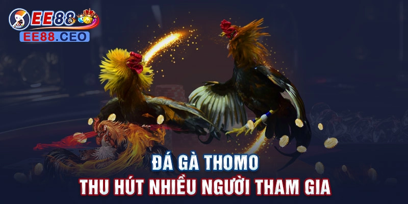 Đá gà thomo thu hút nhiều người tham gia