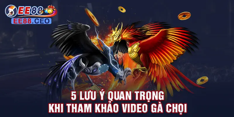 5 lưu ý quan trọng khi tham khảo video gà chọi