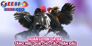 Huấn luyện gà đá tăng hiệu quả cho các trận đấu