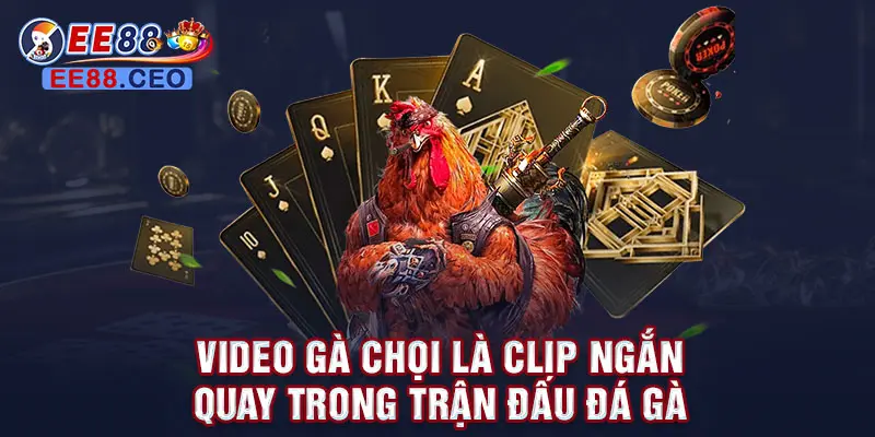 Video gà chọi là clip ngắn quay trong trận đấu đá gà